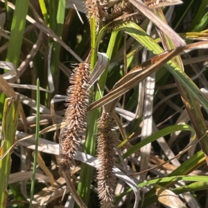 Carex fascicularis at Brindabella, NSW - 18 Mar 2023