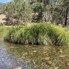 Carex fascicularis at Brindabella, NSW - 18 Mar 2023