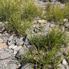 Carex fascicularis at Brindabella, NSW - 18 Mar 2023