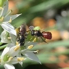 Exoneura sp. (genus) (A reed bee) at Dulwich Hill, NSW - 17 Mar 2023 by JudeWright