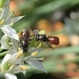 Exoneura sp. (genus) at Dulwich Hill, NSW - 18 Mar 2023