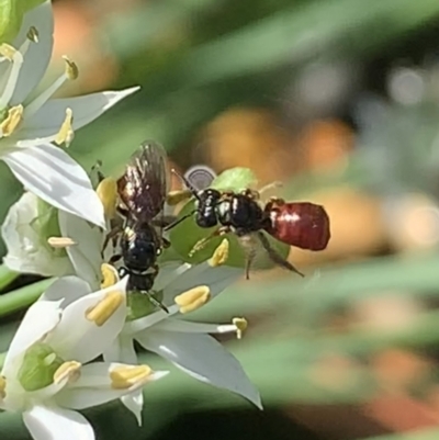 Exoneura sp. (genus) (A reed bee) at Dulwich Hill, NSW - 18 Mar 2023 by JudeWright