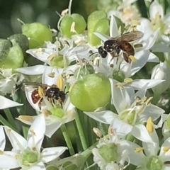 Exoneura sp. (genus) at Dulwich Hill, NSW - 18 Mar 2023