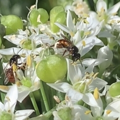 Exoneura sp. (genus) at Dulwich Hill, NSW - 18 Mar 2023