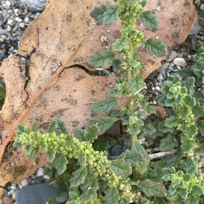 Dysphania pumilio (Small Crumbweed) at Brindabella, NSW - 18 Mar 2023 by JaneR