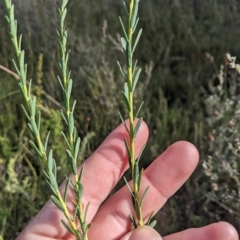 Comesperma retusum (Mountain Milkwort) at Tinderry, NSW - 18 Mar 2023 by MattM