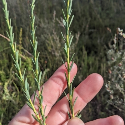 Comesperma retusum (Mountain Milkwort) at Tinderry, NSW - 19 Mar 2023 by MattM