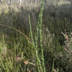 Comesperma retusum at Tinderry, NSW - 19 Mar 2023