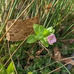 Gratiola peruviana at Tinderry, NSW - 19 Mar 2023 09:07 AM