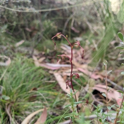 Thynninorchis huntianus (Common Elbow Orchid) at Tinderry, NSW - 18 Mar 2023 by MattM