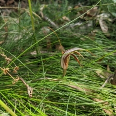 Diplodium coccinum at Tinderry, NSW - suppressed