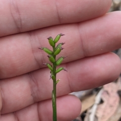 Corunastylis nuda (Tiny Midge Orchid) at Tinderry, NSW - 19 Mar 2023 by MattM