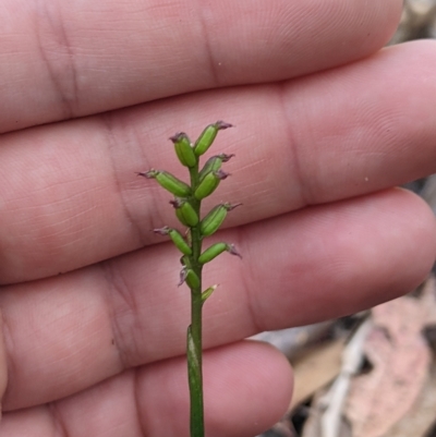 Corunastylis nuda (Tiny Midge Orchid) at Tinderry Nature Reserve - 18 Mar 2023 by MattM