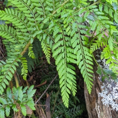 Polystichum proliferum (Mother Shield Fern) at Tinderry Nature Reserve - 19 Mar 2023 by MattM