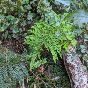 Polystichum proliferum at Tinderry, NSW - 19 Mar 2023 11:55 AM