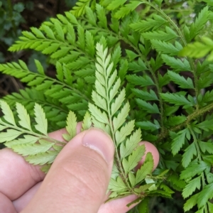 Polystichum proliferum at Tinderry, NSW - 19 Mar 2023 11:55 AM