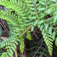 Polystichum proliferum at Tinderry, NSW - 19 Mar 2023 11:55 AM