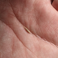 Australopyrum pectinatum (Comb Wheat Grass) at Tinderry Nature Reserve - 19 Mar 2023 by MattM