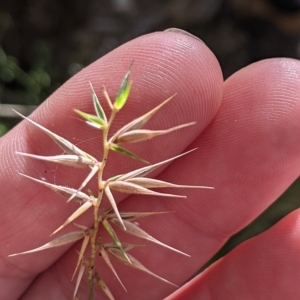 Australopyrum pectinatum at Tinderry, NSW - 19 Mar 2023