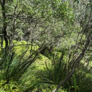 Gleichenia dicarpa at Tinderry, NSW - 19 Mar 2023