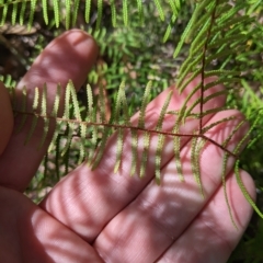 Gleichenia dicarpa at Tinderry, NSW - 19 Mar 2023