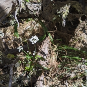 Trachymene composita var. composita at Tinderry, NSW - 19 Mar 2023