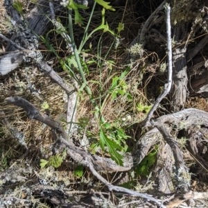 Trachymene composita var. composita at Tinderry, NSW - 19 Mar 2023