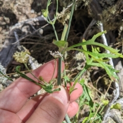 Trachymene composita var. composita at Tinderry, NSW - 19 Mar 2023