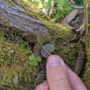 Oxalis sp. at Tinderry, NSW - 19 Mar 2023