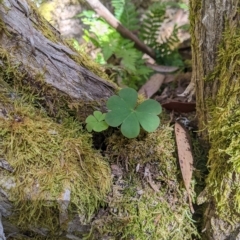 Oxalis sp. at Tinderry, NSW - 19 Mar 2023