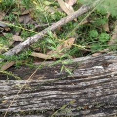 Australopyrum pectinatum (Comb Wheat Grass) at Tinderry Nature Reserve - 19 Mar 2023 by MattM