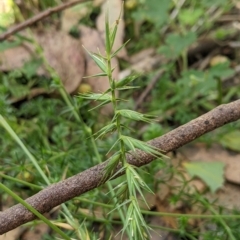 Australopyrum pectinatum at Tinderry, NSW - 19 Mar 2023