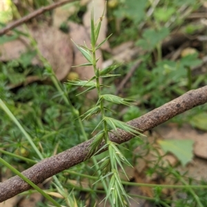 Australopyrum pectinatum at Tinderry, NSW - 19 Mar 2023