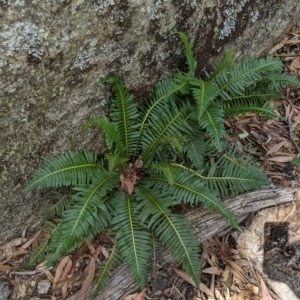 Blechnum nudum at Tinderry, NSW - 19 Mar 2023