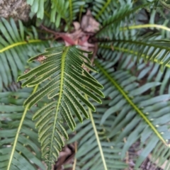 Blechnum nudum at Tinderry, NSW - 19 Mar 2023