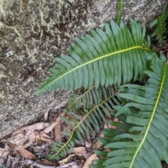 Blechnum nudum at Tinderry, NSW - 19 Mar 2023 01:25 PM