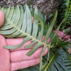 Blechnum nudum at Tinderry, NSW - 19 Mar 2023