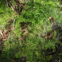 Gleichenia dicarpa (Wiry Coral Fern) at Tinderry Nature Reserve - 19 Mar 2023 by MattM