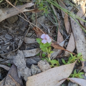 Gratiola peruviana at Tinderry, NSW - 19 Mar 2023