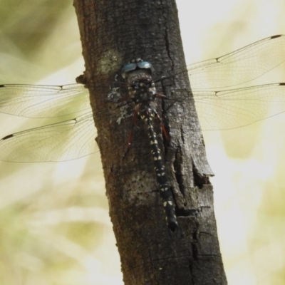 Austroaeschna multipunctata (Multi-spotted Darner) at Paddys River, ACT - 18 Mar 2023 by JohnBundock