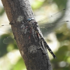 Austroaeschna multipunctata at Paddys River, ACT - 18 Mar 2023