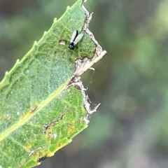 Cricotopus sp. (genus) (A non-biting midge) at QPRC LGA - 19 Mar 2023 by Hejor1