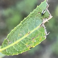 Cricotopus sp. (genus) at Karabar, NSW - 19 Mar 2023