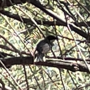 Acanthorhynchus tenuirostris at Karabar, NSW - 19 Mar 2023