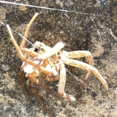 Sparassidae (family) (A Huntsman Spider) at QPRC LGA - 19 Mar 2023 by Hejor1