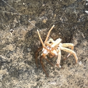 Sparassidae (family) at Karabar, NSW - 19 Mar 2023 02:28 PM