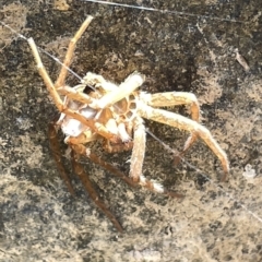 Sparassidae (family) at Karabar, NSW - 19 Mar 2023 02:28 PM