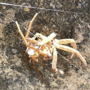 Sparassidae (family) at Karabar, NSW - 19 Mar 2023 02:28 PM