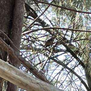 Acanthorhynchus tenuirostris at Karabar, NSW - 19 Mar 2023