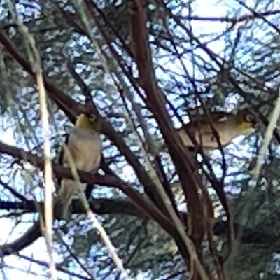 Zosterops lateralis (Silvereye) at QBN450: QBN River @ Doeberl 1 - 19 Mar 2023 by Hejor1